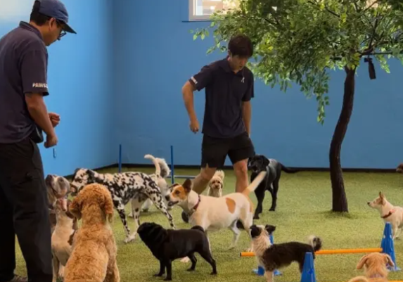 Pawsible Pet Care Services | Highly Profitable | Motivated Seller - Image 2