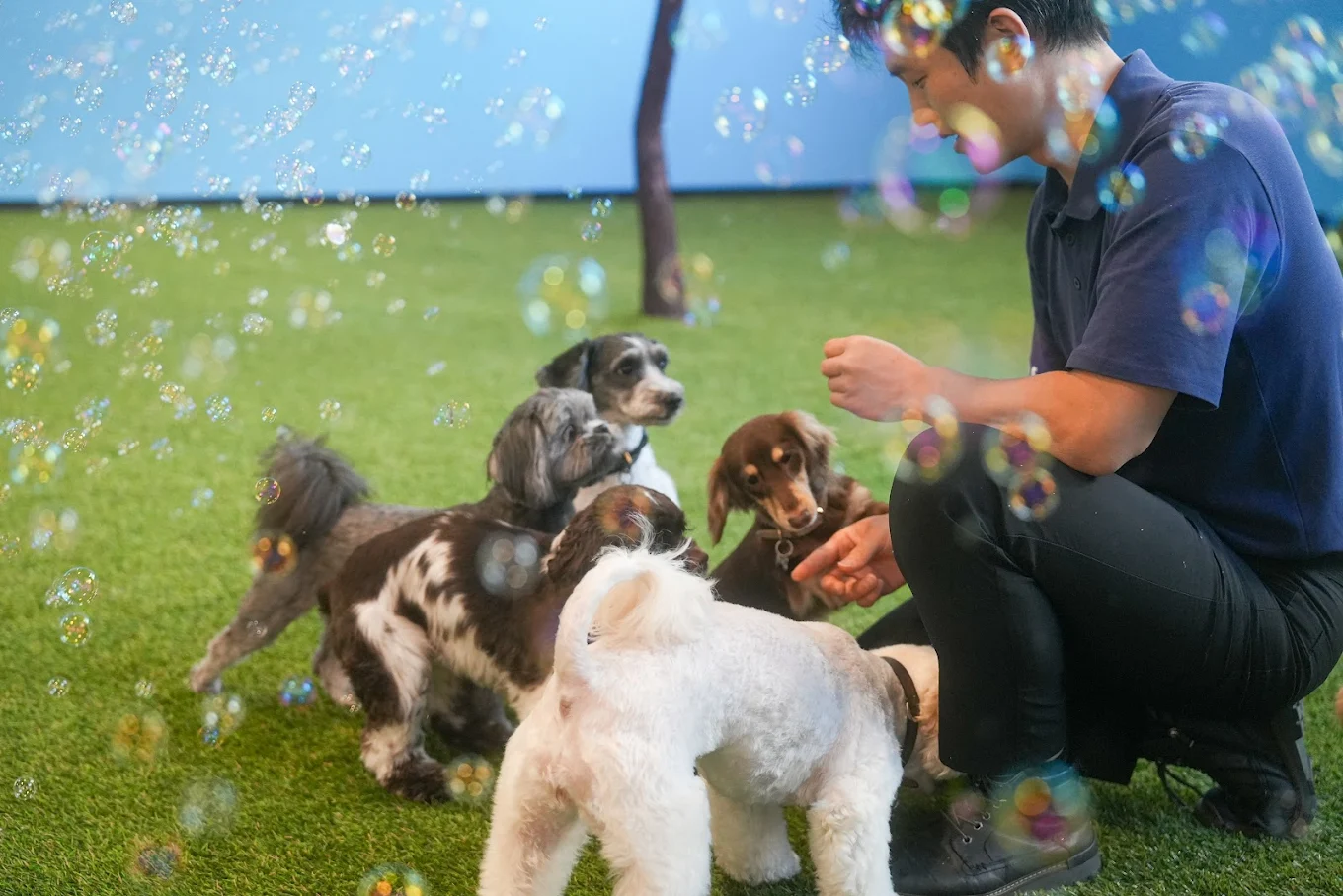 Pawsible Pet Care Services | Highly Profitable | Motivated Seller