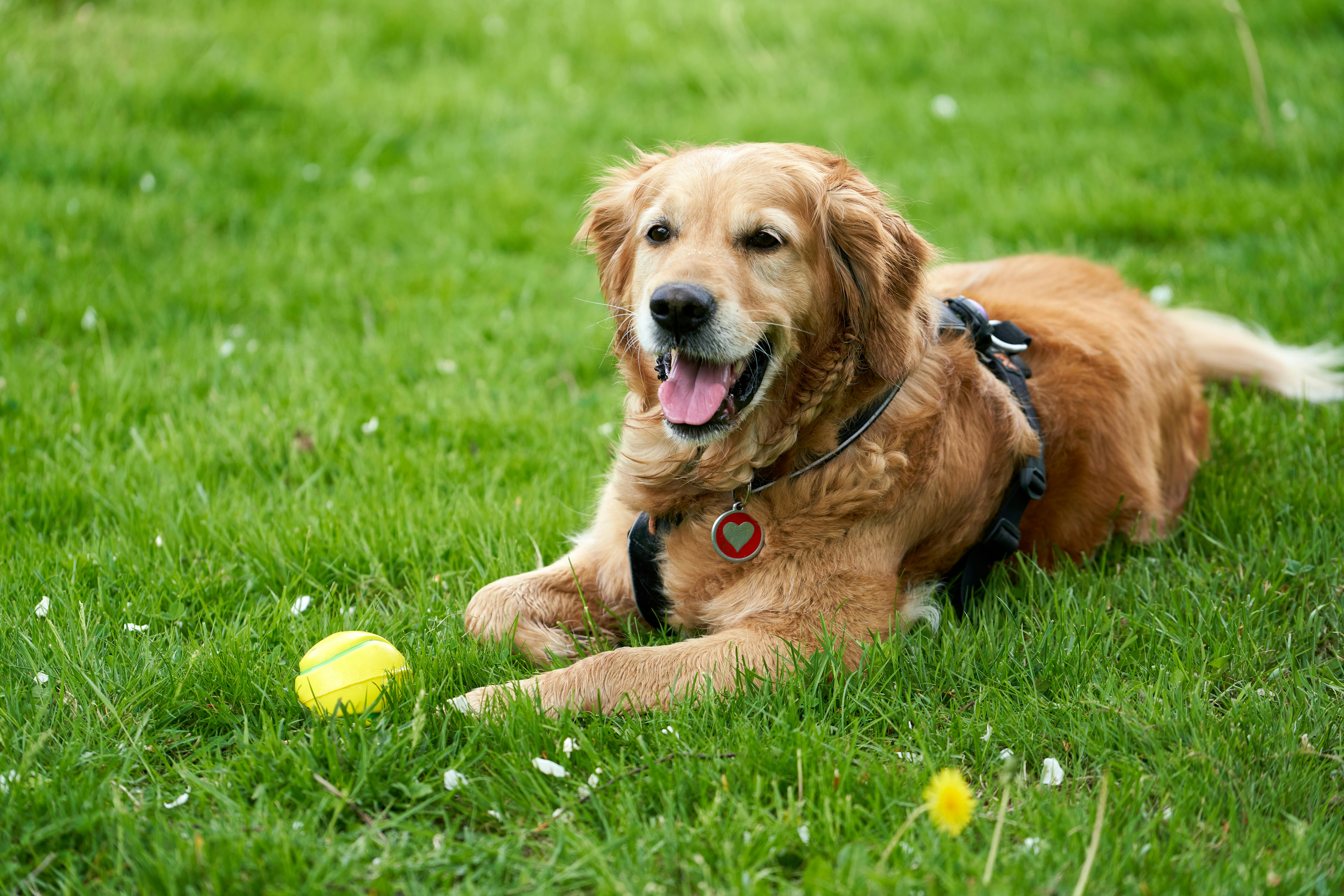 Profitable Home-Based Dog Boarding Business / Home + Business for Sale